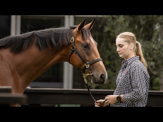 A day in the life of a stud hand at a yearling sale