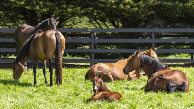 Anxiety and pain in horses measured by heart rate variability and behavior