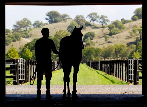 Breeders, tbnsw, private ruling victory