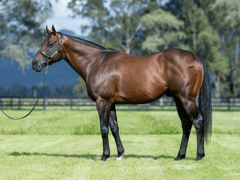 Zoustar standing at Widden Stud