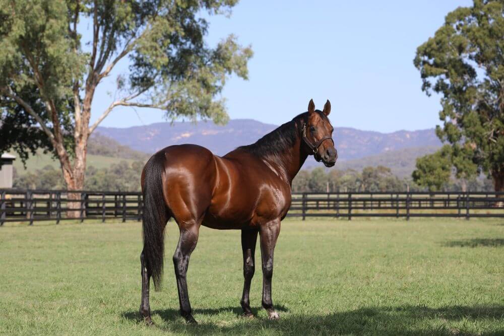 Zoustar at Widden Stud